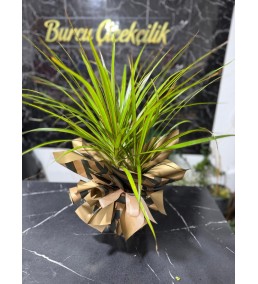 MARGİNATA FICUS BODUR